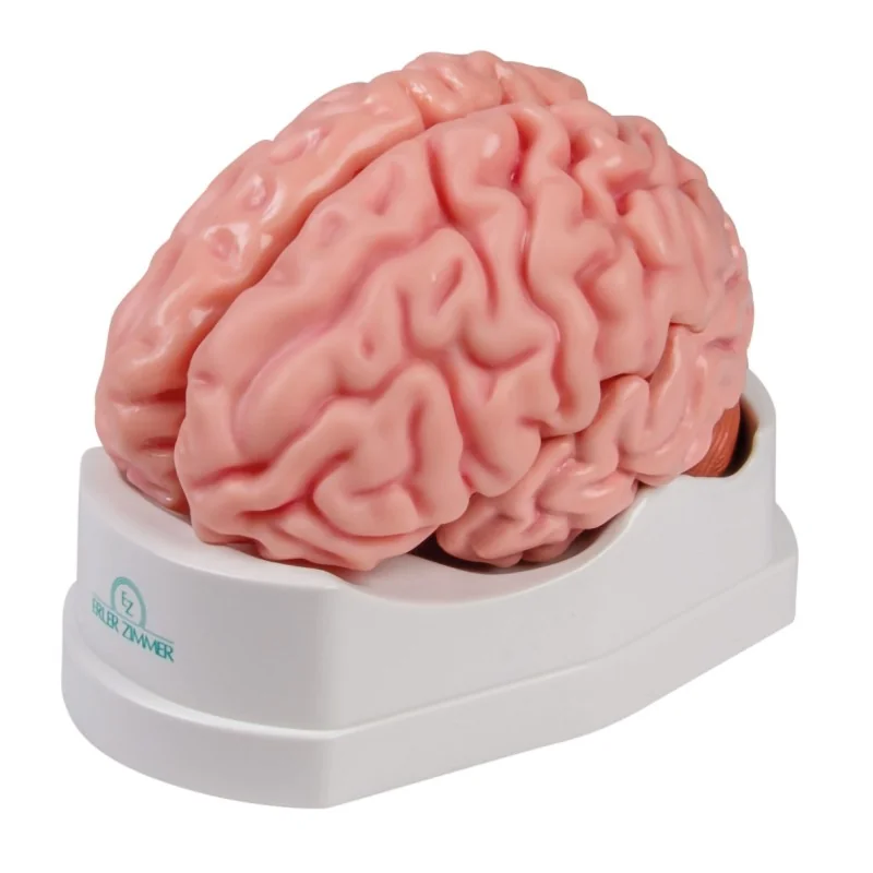 Modèle de cerveau, 5 parties, taille réelle, type anatomique Modèle de cerveau, 5 parties, taille réelle, type anatomique