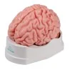 Modèle de cerveau, 5 parties, taille réelle, type anatomique Modèle de cerveau, 5 parties, taille réelle, type anatomique