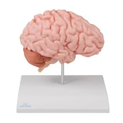 Modèle de demi-cerveau,...