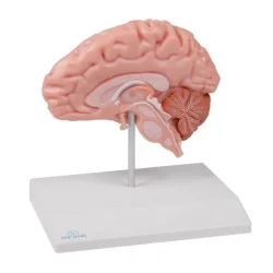 Modèle de demi-cerveau,...