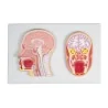 Modèle de coupes médiane et frontale de la tête, taille réelle Modèle de coupes médiane et frontale de la tête, taille réelle