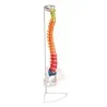 Colonne vertébrale flexible, taille réelle, type didactique Colonne vertébrale flexible, taille réelle, type didactique