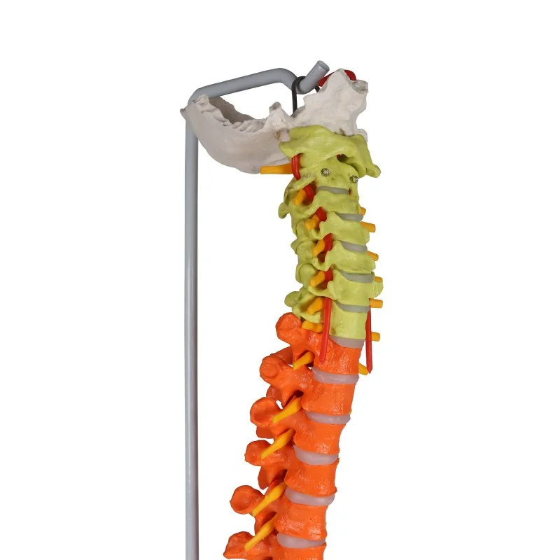 Colonne vertébrale flexible, taille réelle, type didactique Colonne vertébrale flexible, taille réelle, type didactique