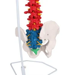 Colonne vertébrale flexible, taille réelle, type didactique