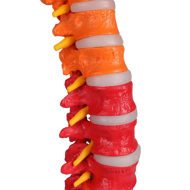 Colonne vertébrale flexible, taille réelle, type didactique Colonne vertébrale flexible, taille réelle, type didactique