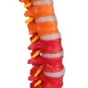 Colonne vertébrale flexible, taille réelle, type didactique Colonne vertébrale flexible, taille réelle, type didactique