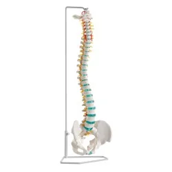 Colonne vertébrale, taille...