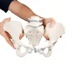 Modèle de bassin féminin flexible avec sacrum et 2 vertèbres lombaires, tai Modèle de bassin féminin flexible avec sacrum et 2 vertèbres lombaires, tai
