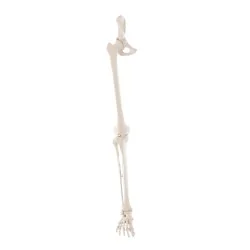 Squelette de la jambe avec...