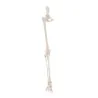 Squelette de la jambe avec demi-bassin, taille réelle Squelette de la jambe avec demi-bassin, taille réelle