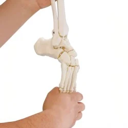 Squelette flexible du pied...