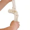 Squelette flexible du pied avec début de tibia et péroné, taille réelle