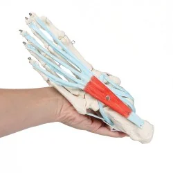 Squelette du pied avec...