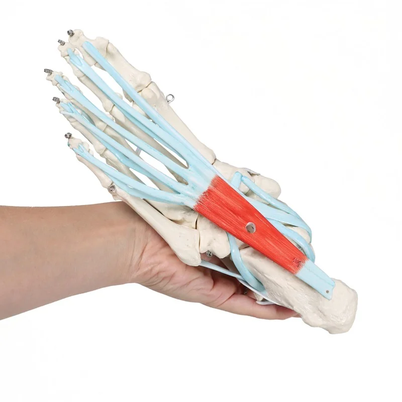 Squelette du pied avec ligaments Squelette du pied avec ligaments