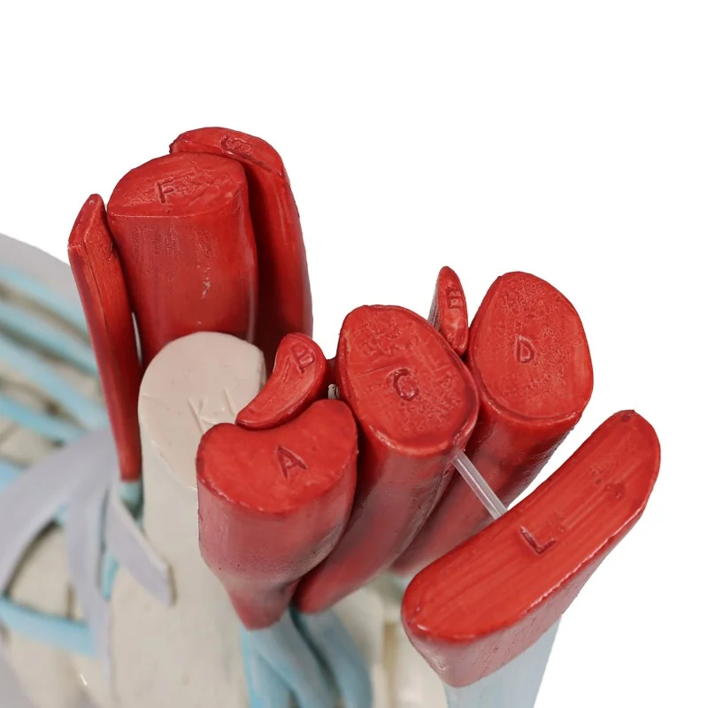 Squelette du pied avec ligaments Squelette du pied avec ligaments