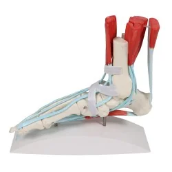 Squelette du pied avec ligaments