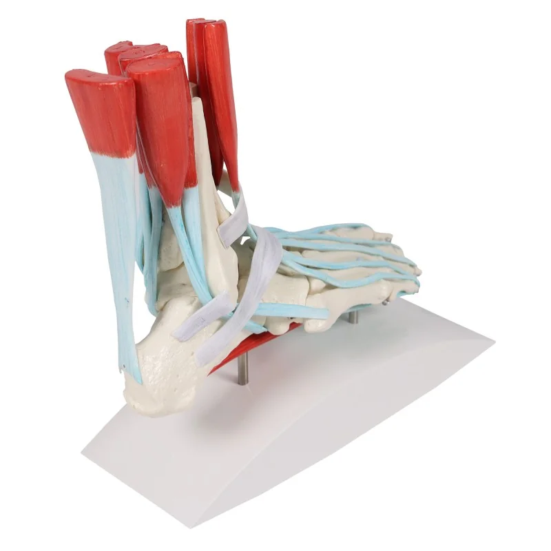 Squelette du pied avec ligaments Squelette du pied avec ligaments