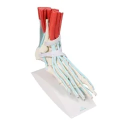 Squelette du pied avec ligaments