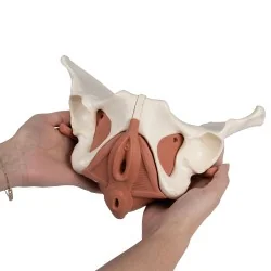 Modèle de plancher pelvien...