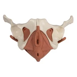 Modèle de plancher pelvien féminin, 12 parties, magnétique