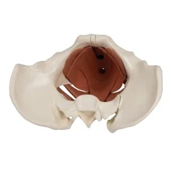 Modèle de plancher pelvien féminin, 12 parties, magnétique