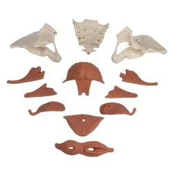 Modèle de plancher pelvien féminin, 12 parties, magnétique