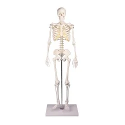 Squelette Tom, miniature