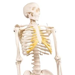 Squelette Tom, miniature