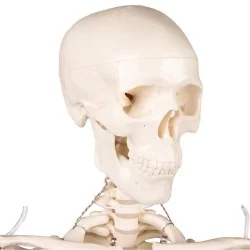 Squelette Tom, miniature