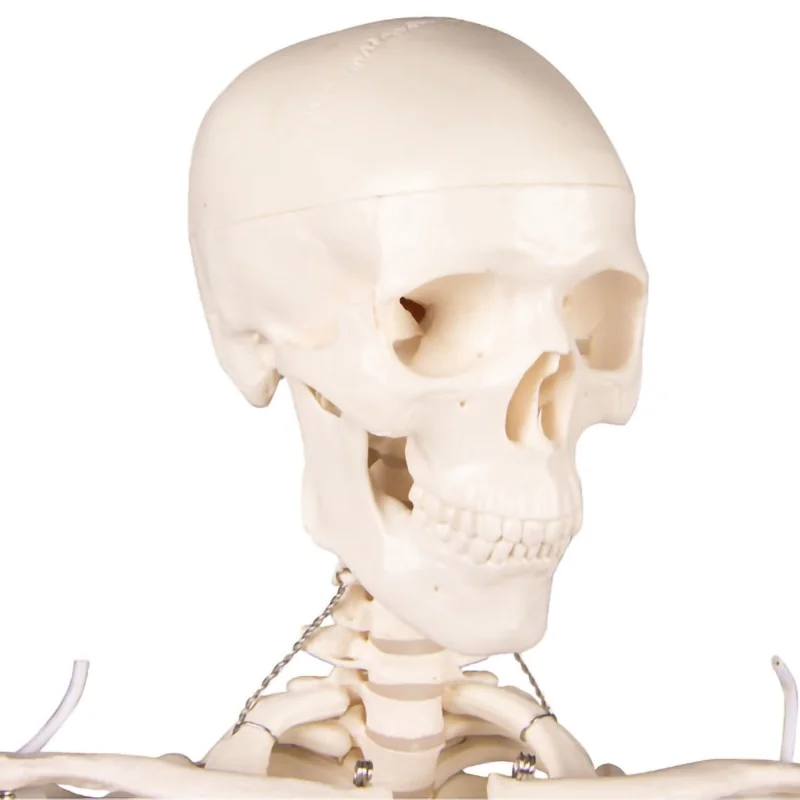 Squelette Tom, miniature