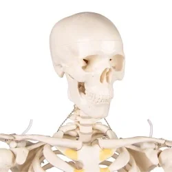 Squelette Tom, miniature