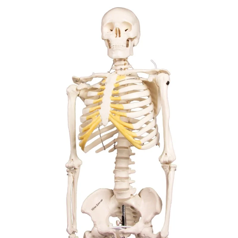 Squelette Tom, miniature