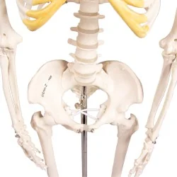 Squelette Tom, miniature