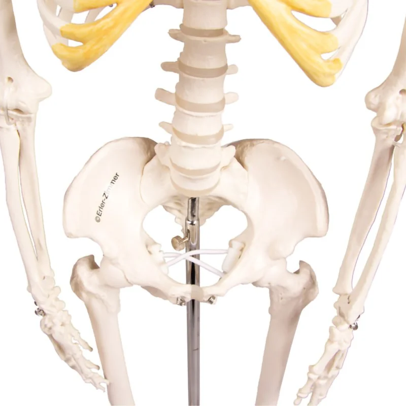 Squelette Tom, miniature