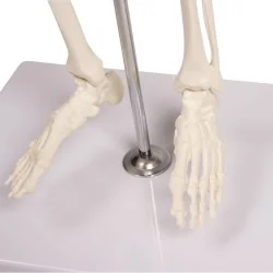 Squelette Tom, miniature