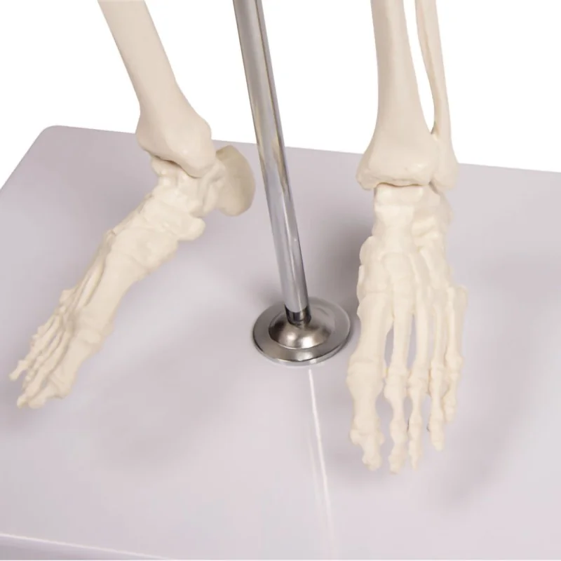 Squelette Tom, miniature