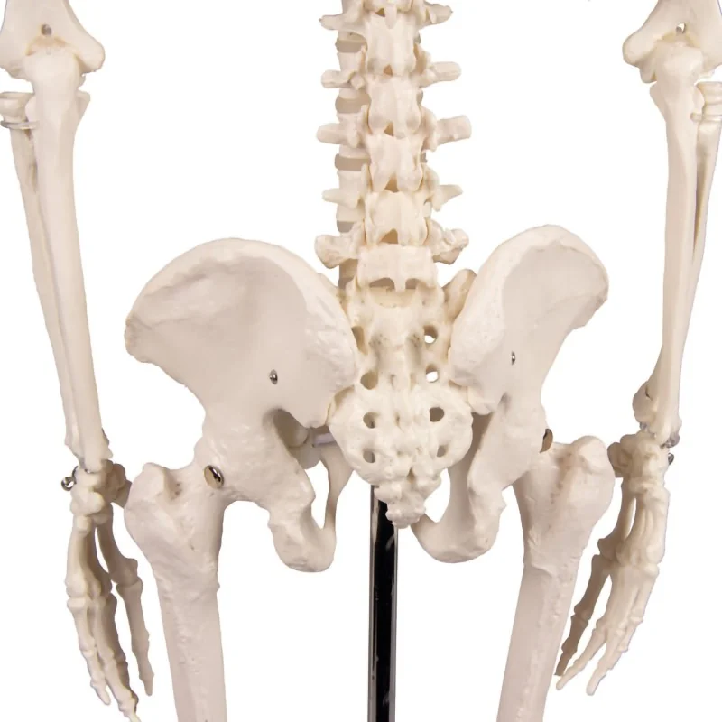 Squelette Tom, miniature