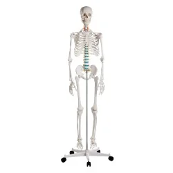 Squelette didactique Oscar,...