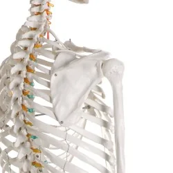 Squelette didactique Oscar,...