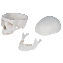 Squelette didactique Oscar, taille réelle