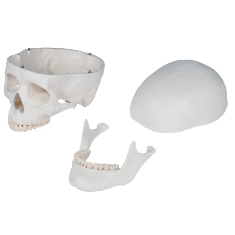 Squelette didactique Oscar, taille réelle Squelette didactique Oscar, taille réelle