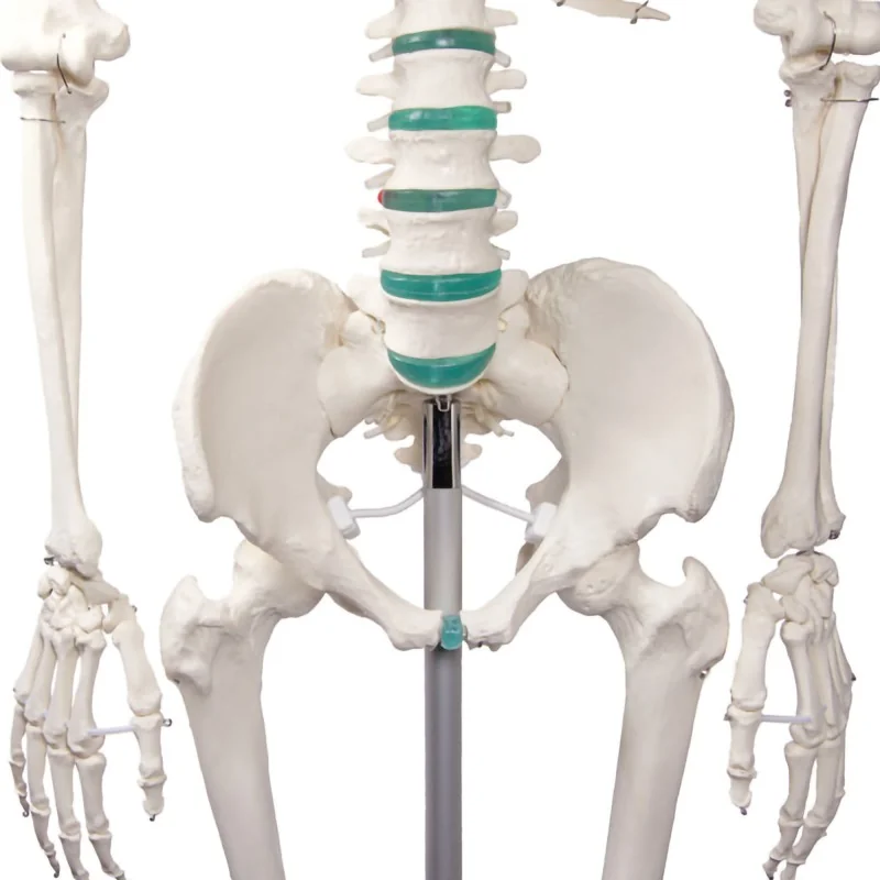 Squelette didactique Oscar, taille réelle Squelette didactique Oscar, taille réelle