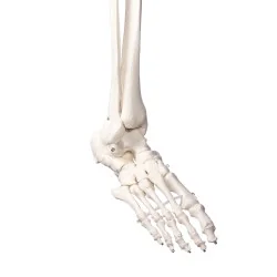 Squelette didactique Oscar, taille réelle