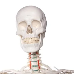 Squelette didactique Oscar, taille réelle