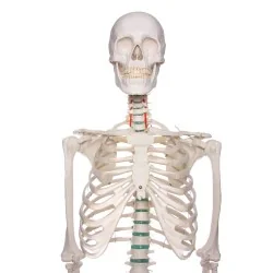 Squelette didactique Oscar, taille réelle