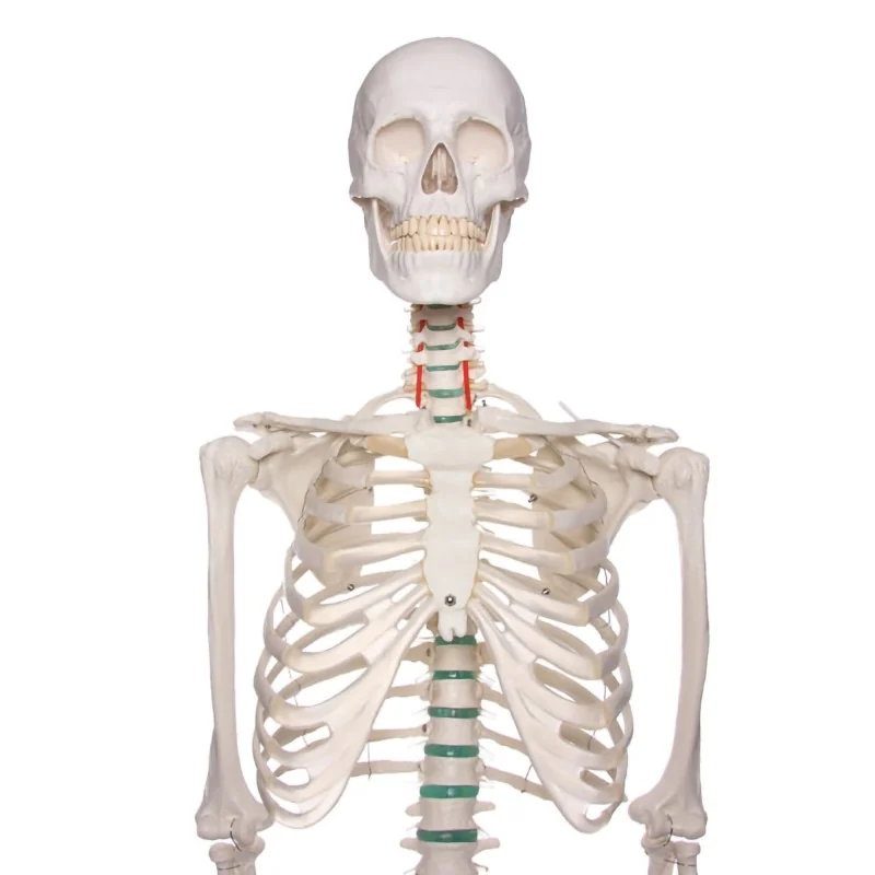 Squelette didactique Oscar, taille réelle Squelette didactique Oscar, taille réelle