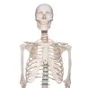 Squelette didactique Oscar, taille réelle Squelette didactique Oscar, taille réelle