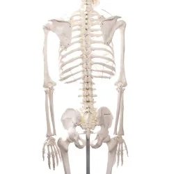 Squelette didactique Oscar, taille réelle