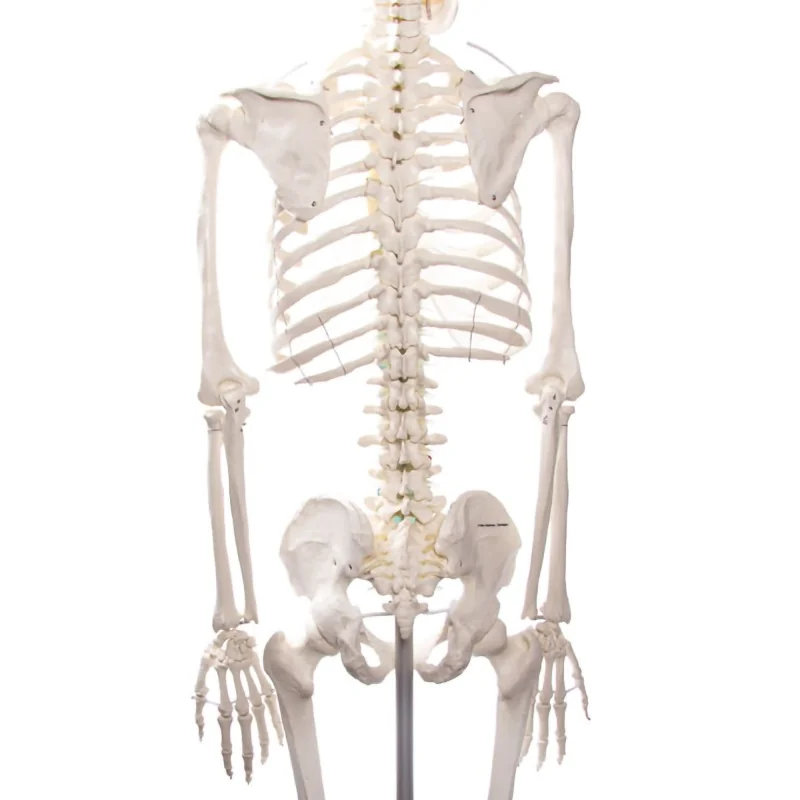 Squelette didactique Oscar, taille réelle Squelette didactique Oscar, taille réelle