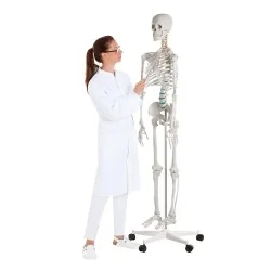 Squelette didactique Oscar, taille réelle